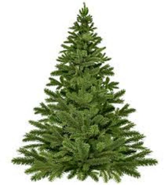 Collecte des Sapins