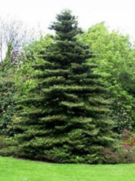 DÉPÔT DES VIEUX SAPINS