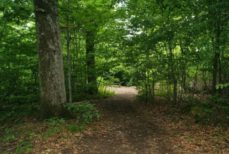 Respectons notre forêt!