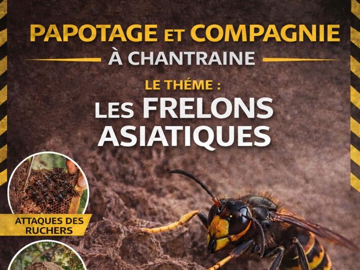 LES FRELONS ASIATIQUES