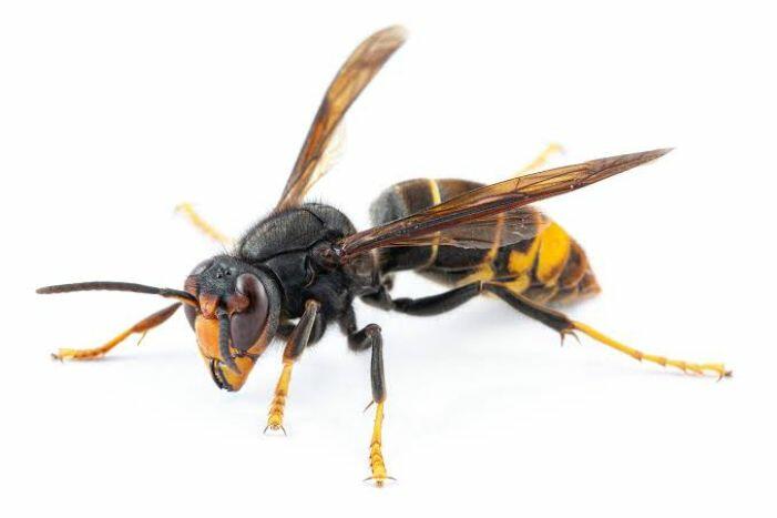 FRELON ASIATIQUE : RESTONS VIGILANTS !
