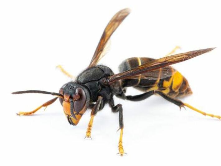 FRELON ASIATIQUE : RESTONS VIGILANTS !